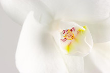 Zoom Obraz Biela orchidea 1611